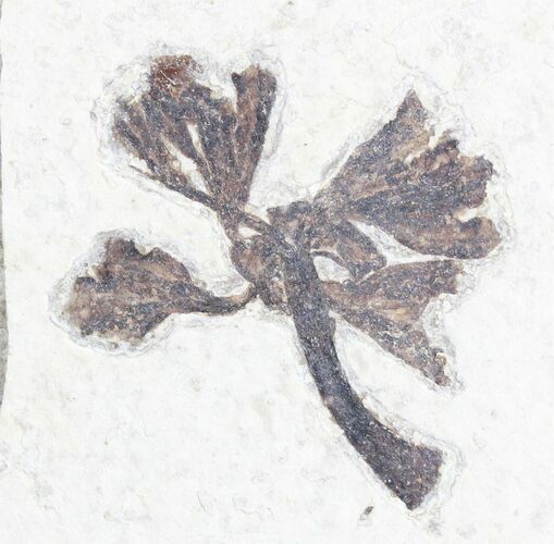 Fossil Monocot (Tube Flowers) - Green River Formation #28273
